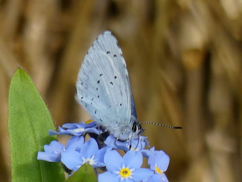 Holly Blue